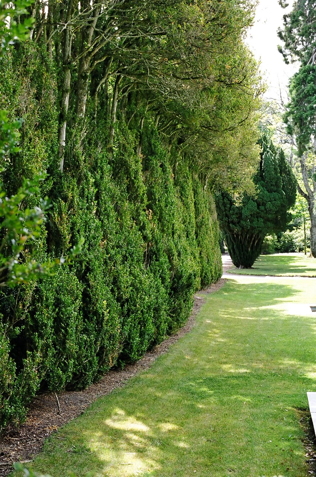 ireland-birr_castle_gardens_boxwood
