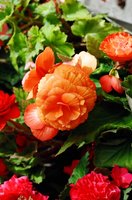 ireland-birr_castle_gardens_in_greenhouse
