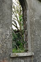 ireland-leap_castle_ruins_lwing_tree