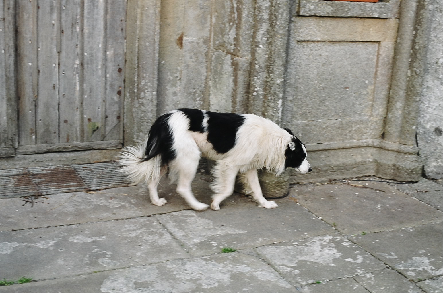 ireland-leap_castle_dog