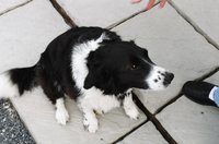ireland-ashmore_missie