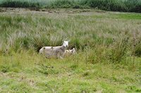 ireland-sheep_leaving_glendalough