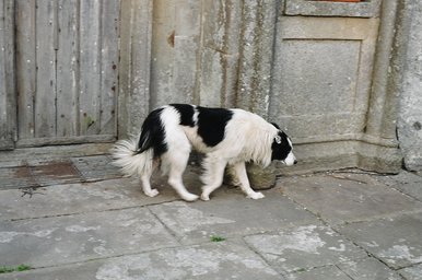 ireland-leap_castle_dog