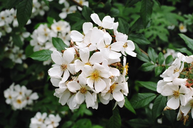 ireland-birr_castle_grounds_flower1