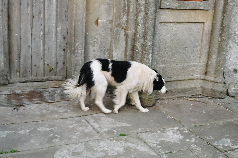 ireland-leap_castle_dog