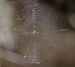 pack-monadnock_spider-web