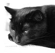 miscellaneous-jeeves_sleepy
