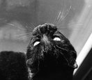 miscellaneous-jeeves-sun-2