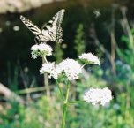 acadia_butterfly-1