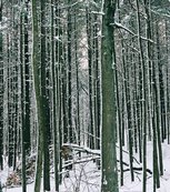 blizzard01_forest-vertical